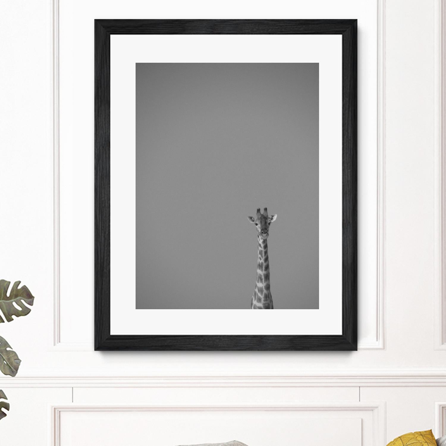 Hello there by Pexels on GIANT ART - black animals