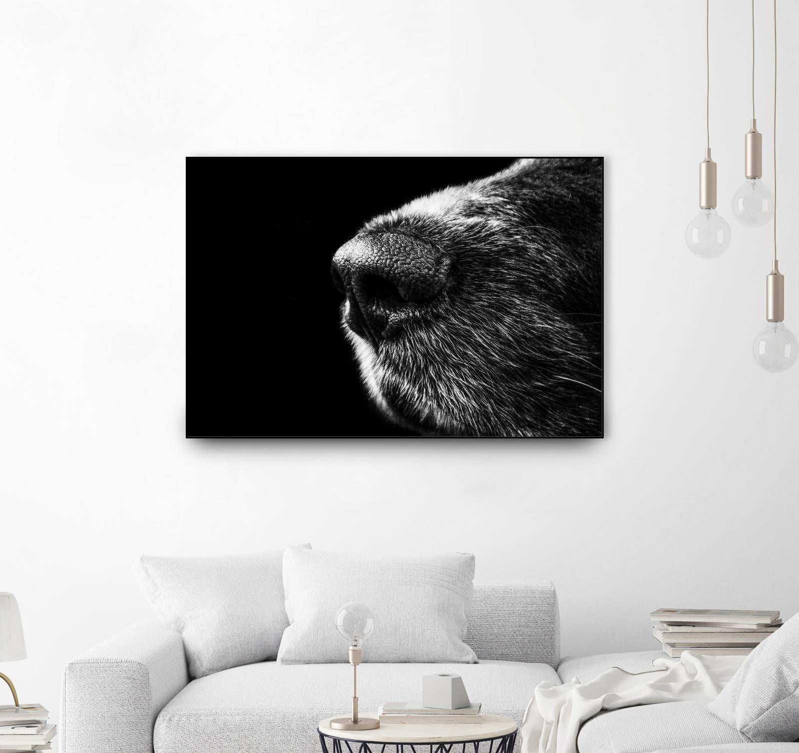 Dog nose by Pexels on GIANT ART - white animals