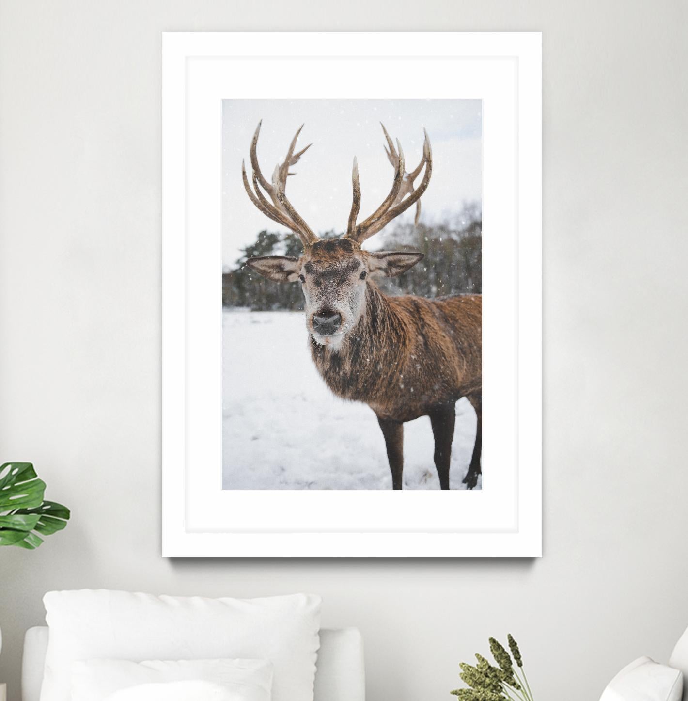 Deer by Pexels on GIANT ART - white animals