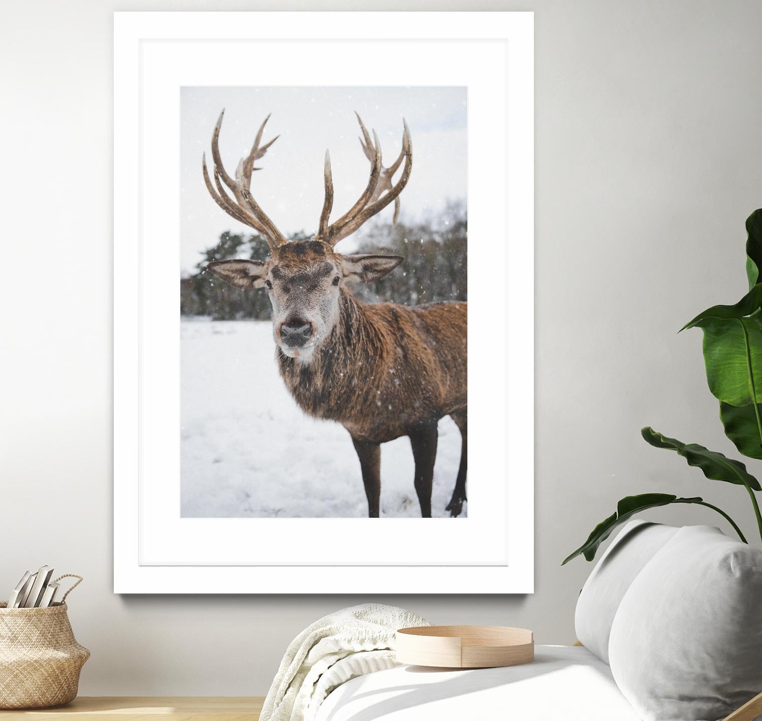 Deer by Pexels on GIANT ART - white animals