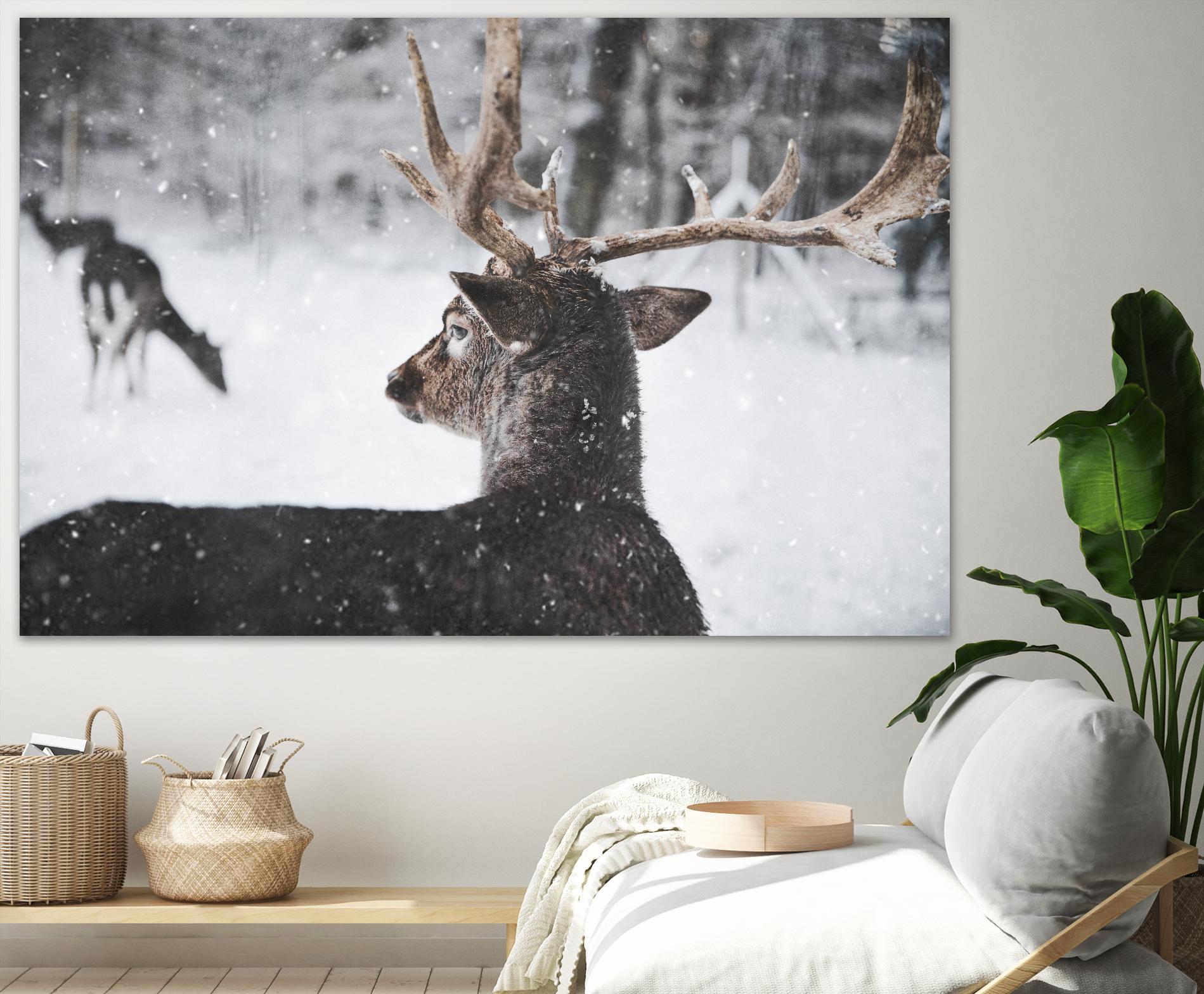 Deers by Pexels on GIANT ART - white animals