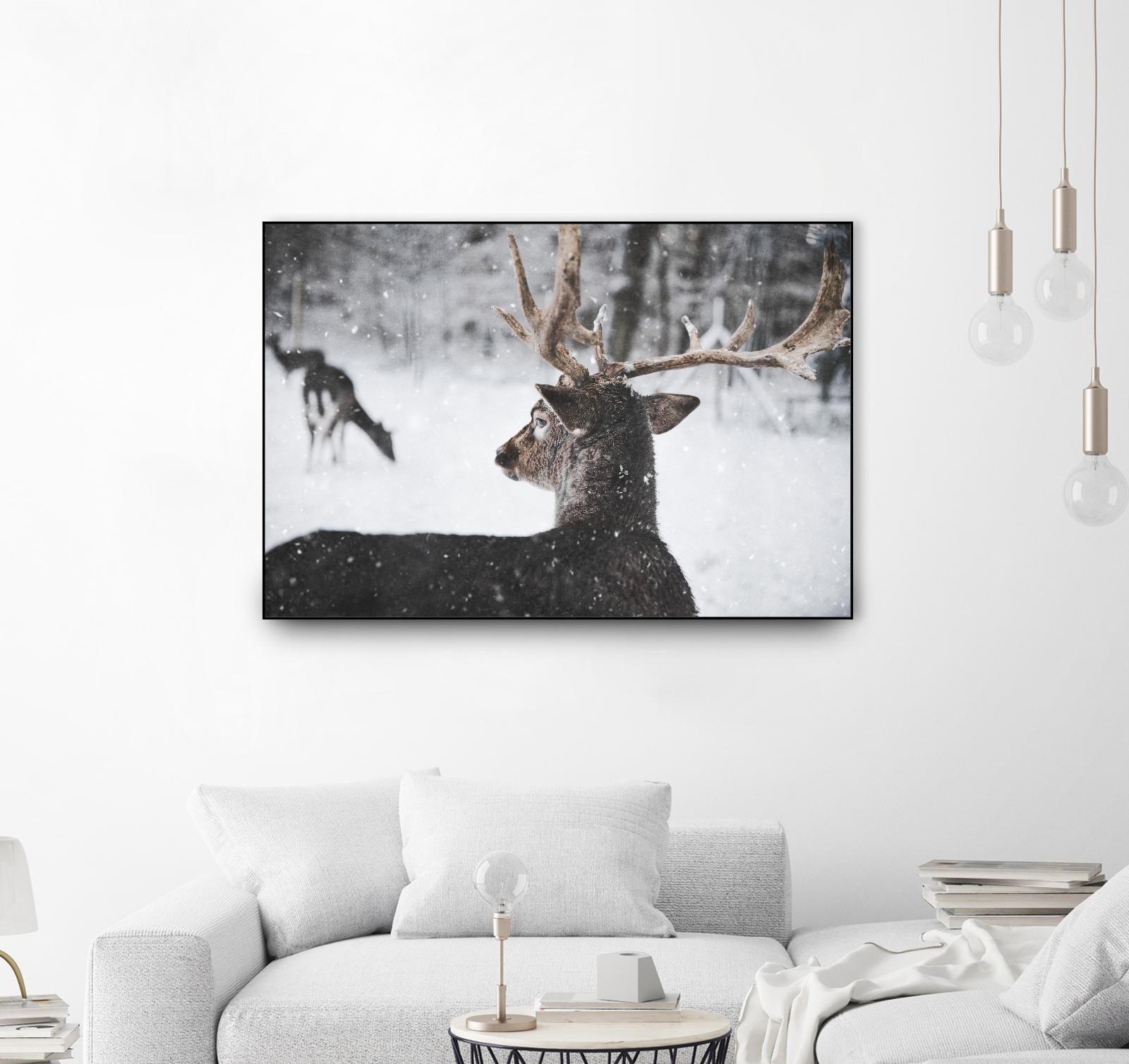 Deers by Pexels on GIANT ART - white animals