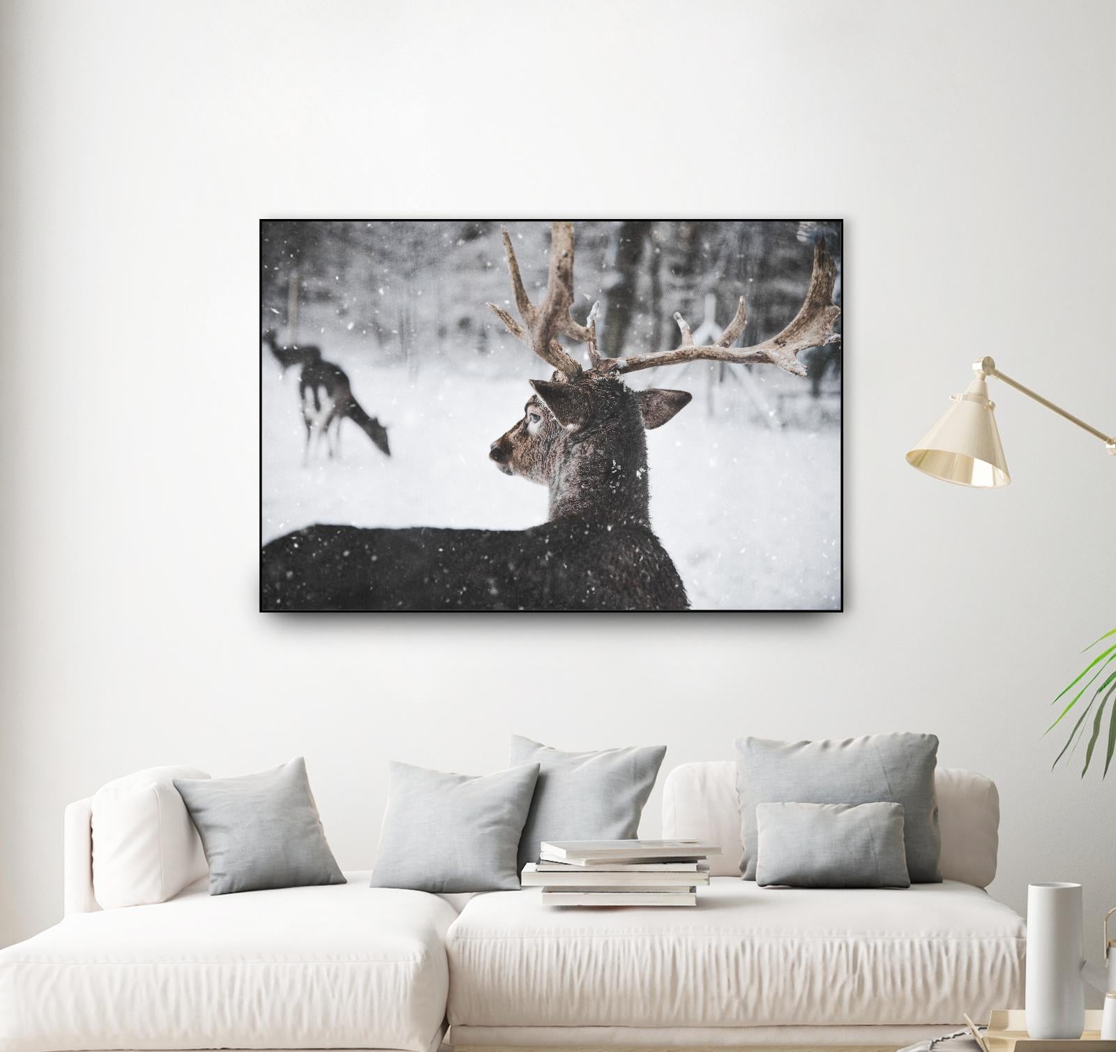 Deers by Pexels on GIANT ART - white animals