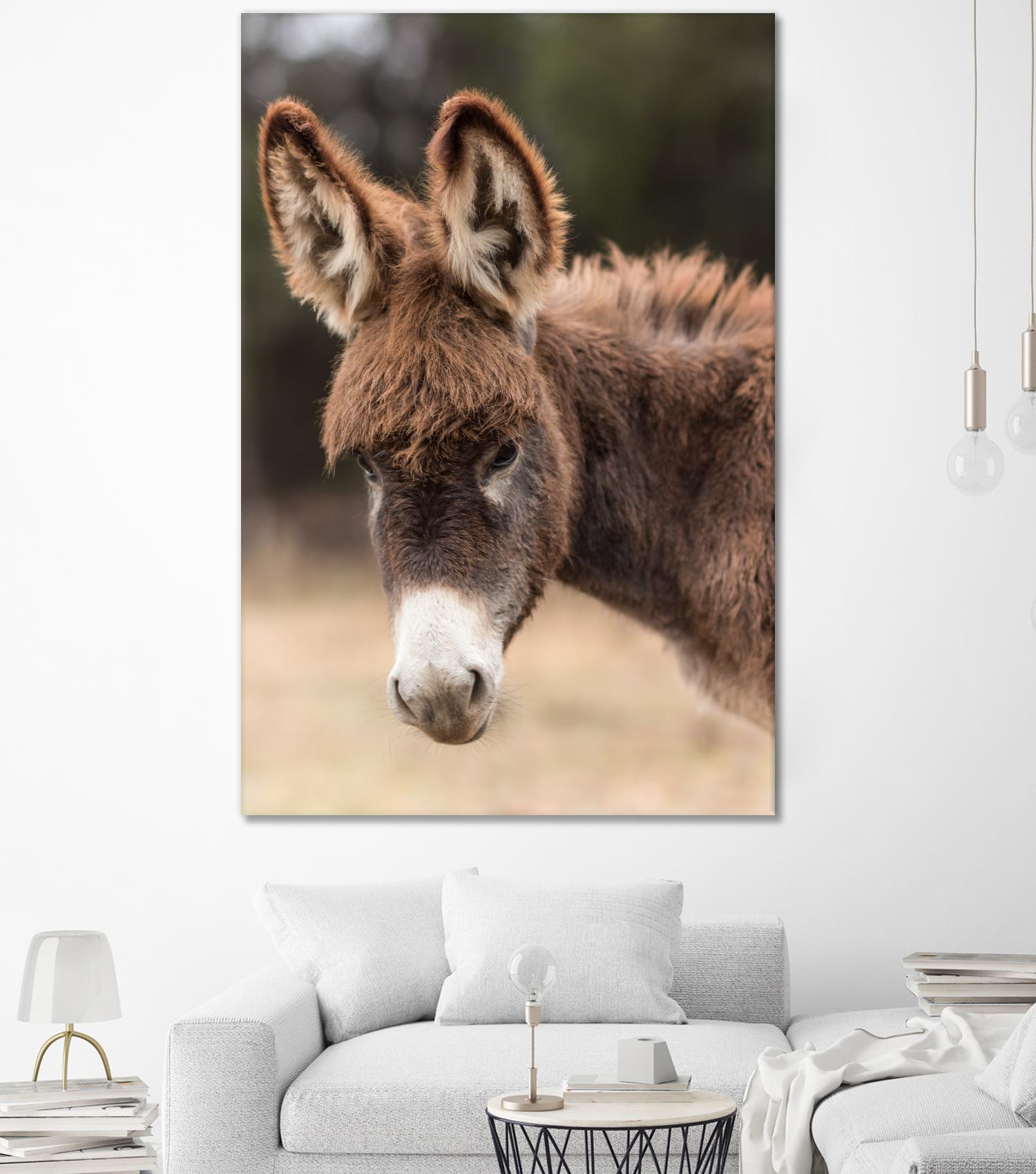 Donkey by Pexels on GIANT ART - white animals