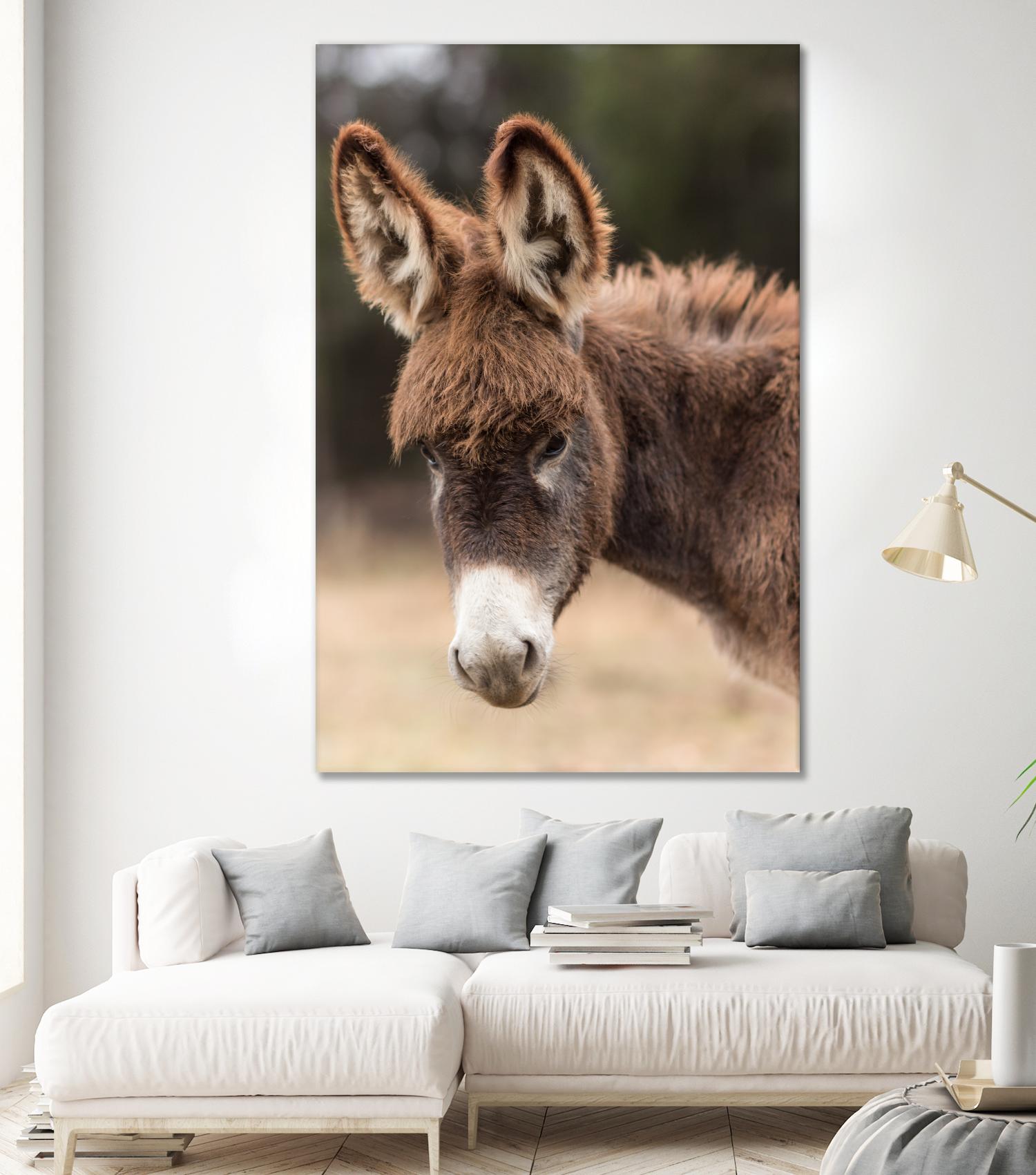 Donkey by Pexels on GIANT ART - white animals