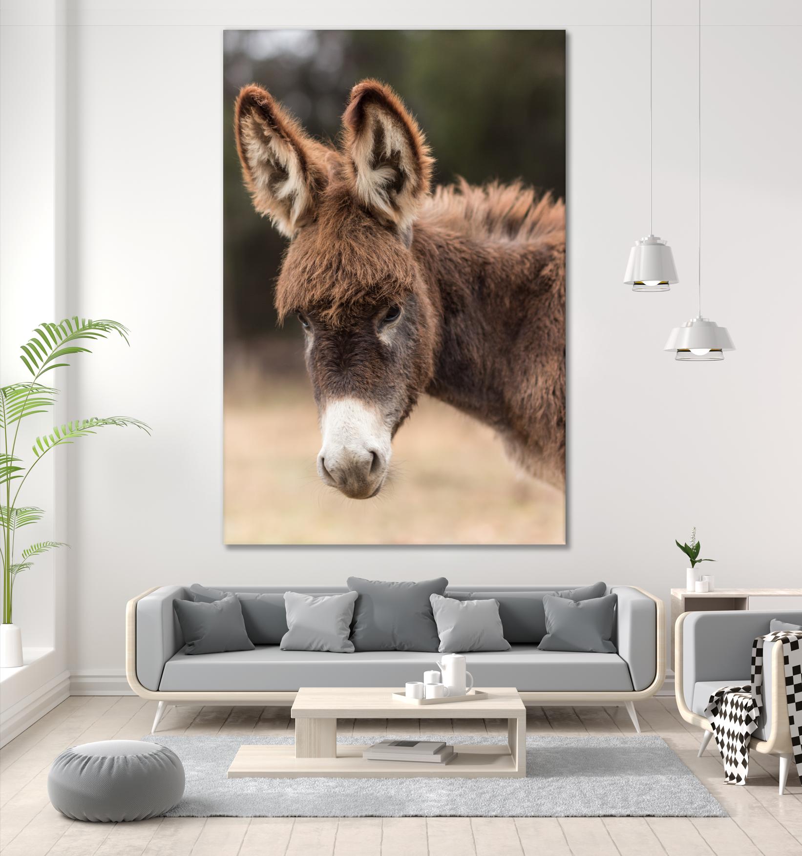 Donkey by Pexels on GIANT ART - white animals