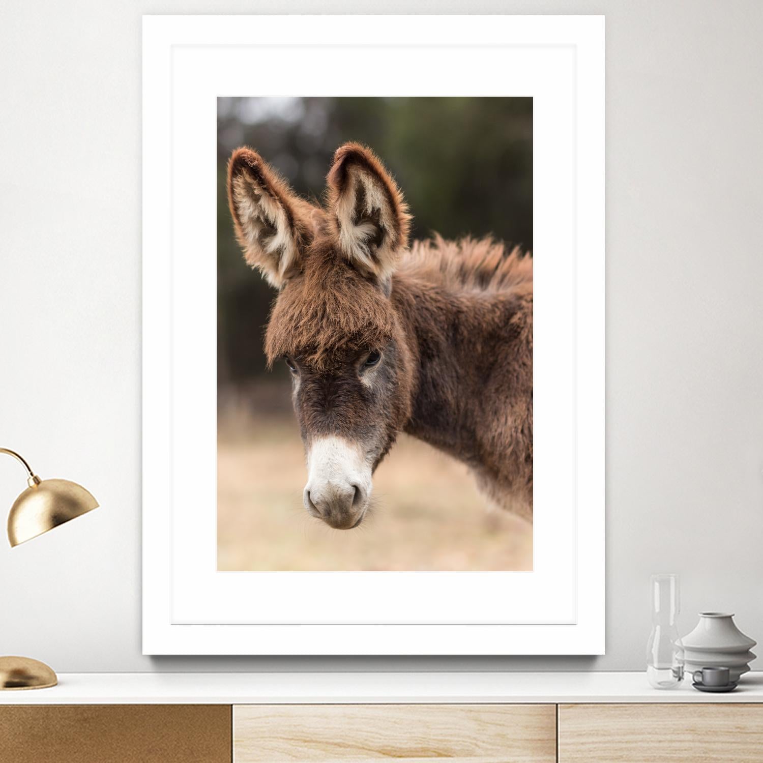 Donkey by Pexels on GIANT ART - white animals