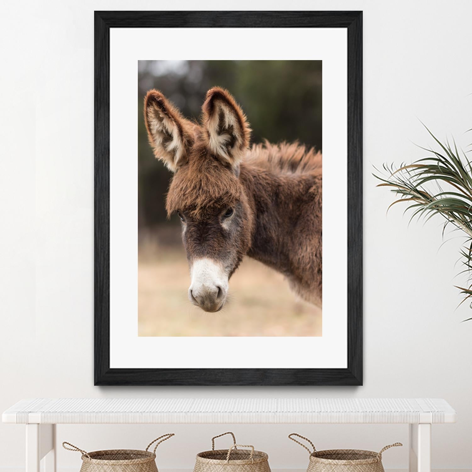 Donkey by Pexels on GIANT ART - white animals