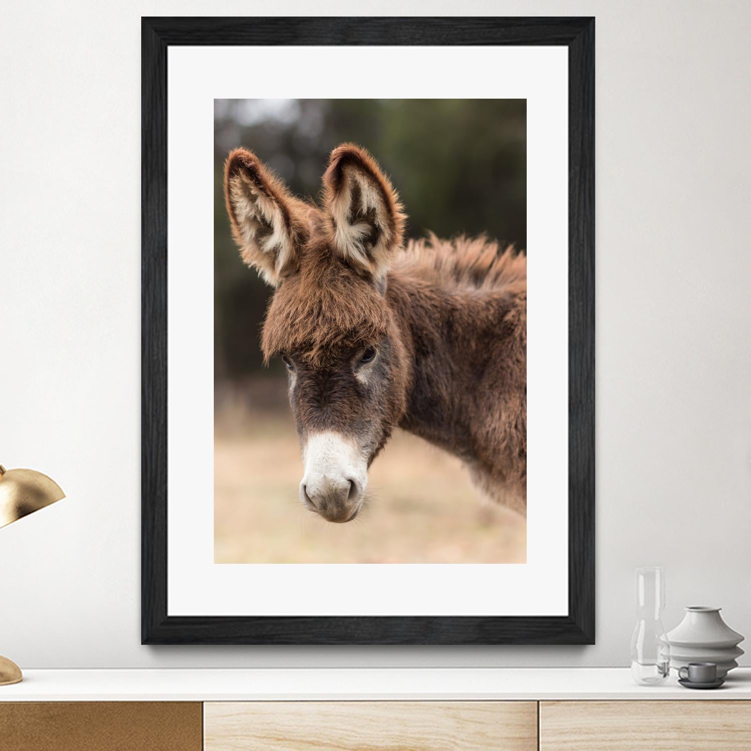 Donkey by Pexels on GIANT ART - white animals