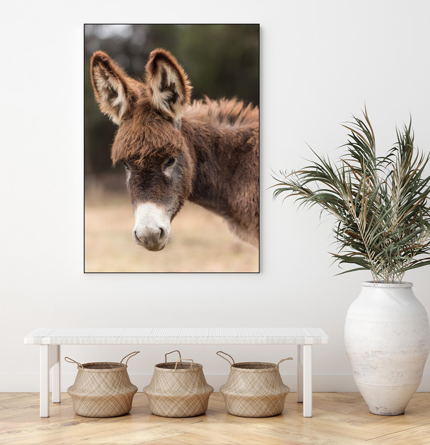 Donkey by Pexels on GIANT ART - white animals