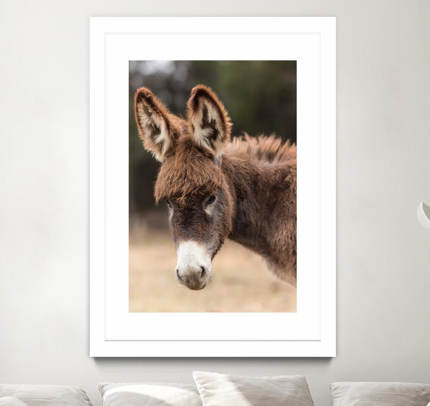 Donkey by Pexels on GIANT ART - white animals