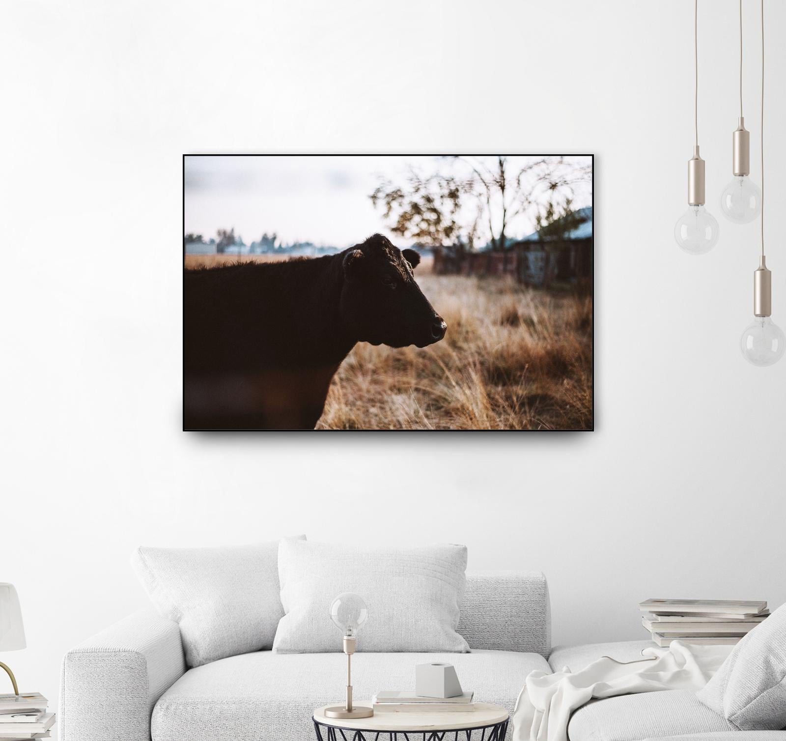 Cow by Pexels on GIANT ART - brown animals