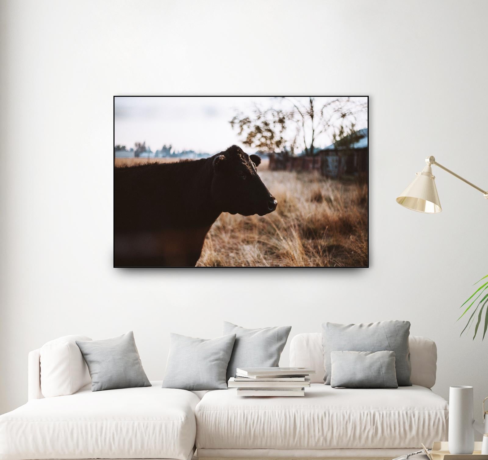 Cow by Pexels on GIANT ART - brown animals