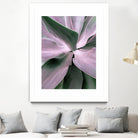 Agave by Caterina Lo Cicero on GIANT ART - pink pink