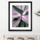 Agave by Caterina Lo Cicero on GIANT ART - pink pink