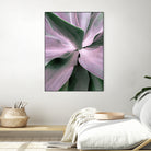 Agave by Caterina Lo Cicero on GIANT ART - pink pink