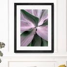 Agave by Caterina Lo Cicero on GIANT ART - pink pink