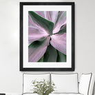 Agave by Caterina Lo Cicero on GIANT ART - pink pink