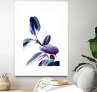 Minimal Rubber foliage in Blue and Purple on White by Dominique Vari on GIANT ART