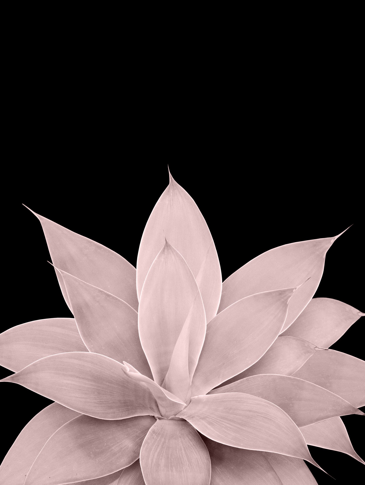 Blush Agave on Black #1 #tropical #decor #art by Anita & Bella Jantz on GIANT ART - pink photo illustration