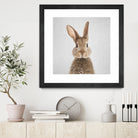 Rabbit - Colorful by Gal Pittel on GIANT ART - brown photo manipulation