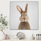 Rabbit - Colorful by Gal Pittel on GIANT ART - brown photo manipulation