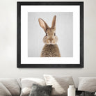 Rabbit - Colorful by Gal Pittel on GIANT ART - brown photo manipulation