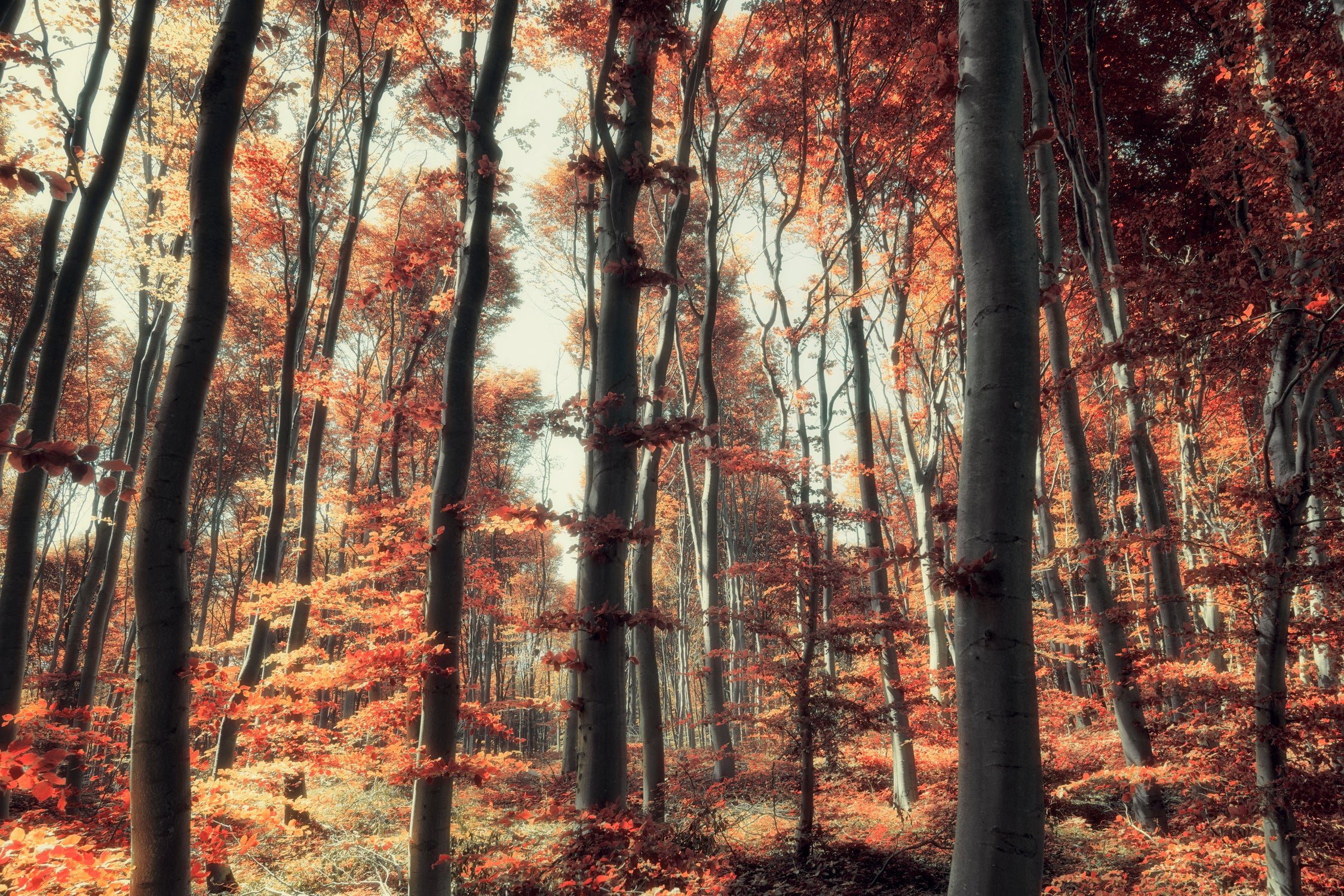 Fall in the woods by Pascal Deckarm on GIANT ART - orange photo manipulation