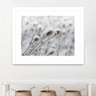 Snow on Thistle by Arlene Carley on GIANT ART - white photo manipulation