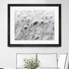 Snow on Thistle by Arlene Carley on GIANT ART - white photo manipulation