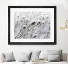 Snow on Thistle by Arlene Carley on GIANT ART - white photo manipulation