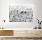 Snow on Thistle by Arlene Carley on GIANT ART - white photo manipulation