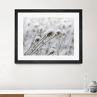 Snow on Thistle by Arlene Carley on GIANT ART - white photo manipulation