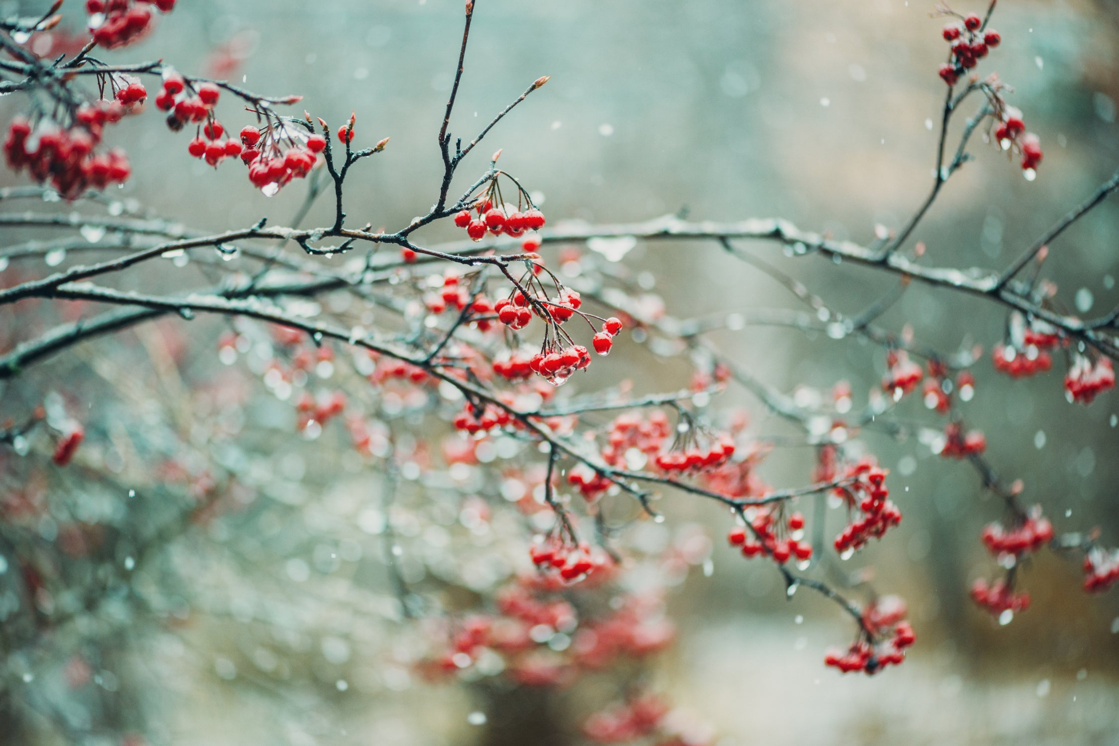 berries in snow by Amy Buxton on GIANT ART - red photo illustration