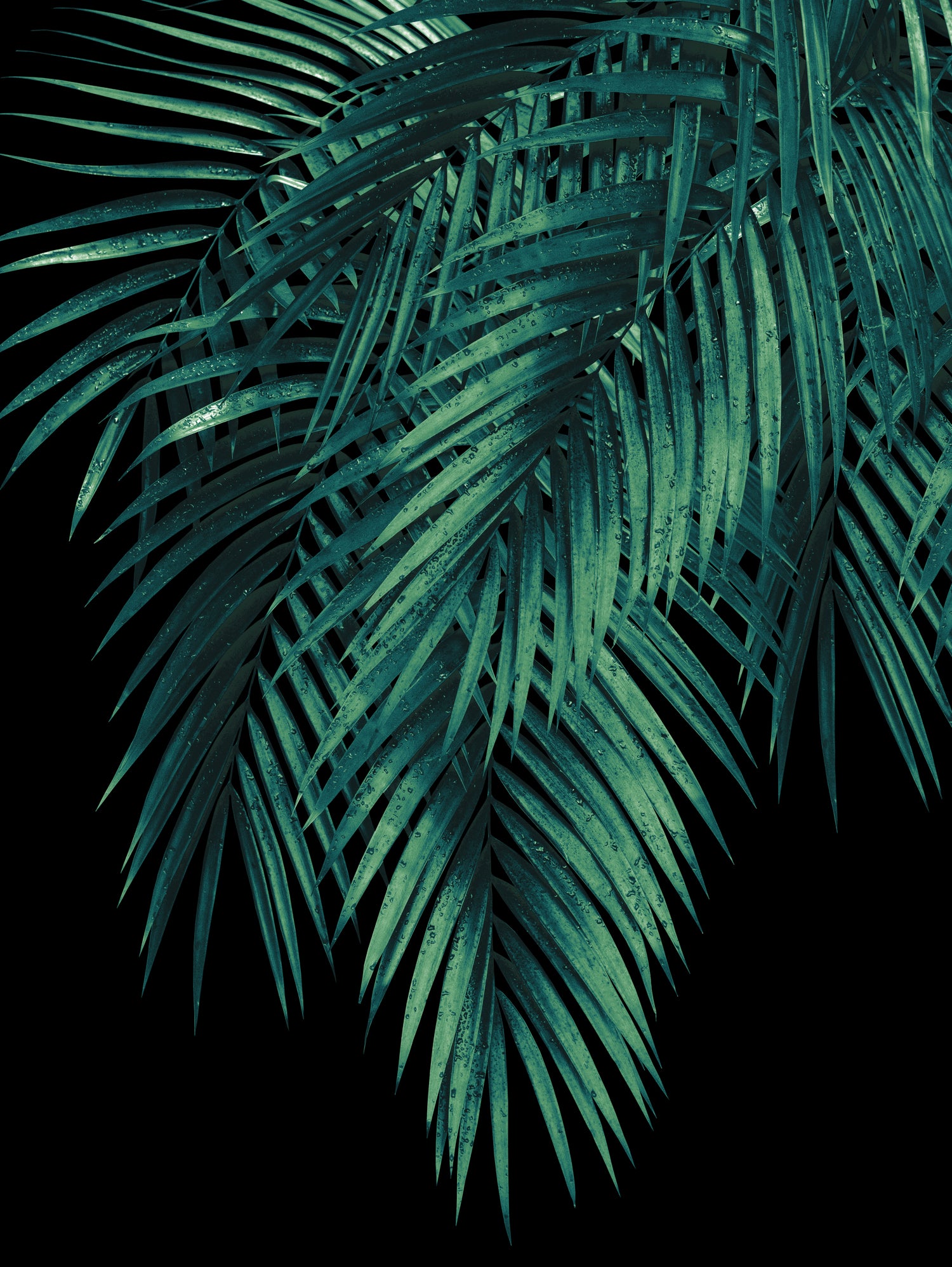 Palm Leaves Green Night Vibes #1 #tropical #decor #art by Anita & Bella Jantz on GIANT ART - green photo illustration