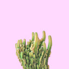 Summer Cactus Fingers on Soft Lavender by Dominique Van Roey on GIANT ART - pink photo manipulation