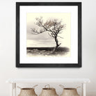 Lonely Tree by I Bjork on GIANT ART - gray photo illustration