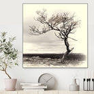 Lonely Tree by I Bjork on GIANT ART - gray photo illustration