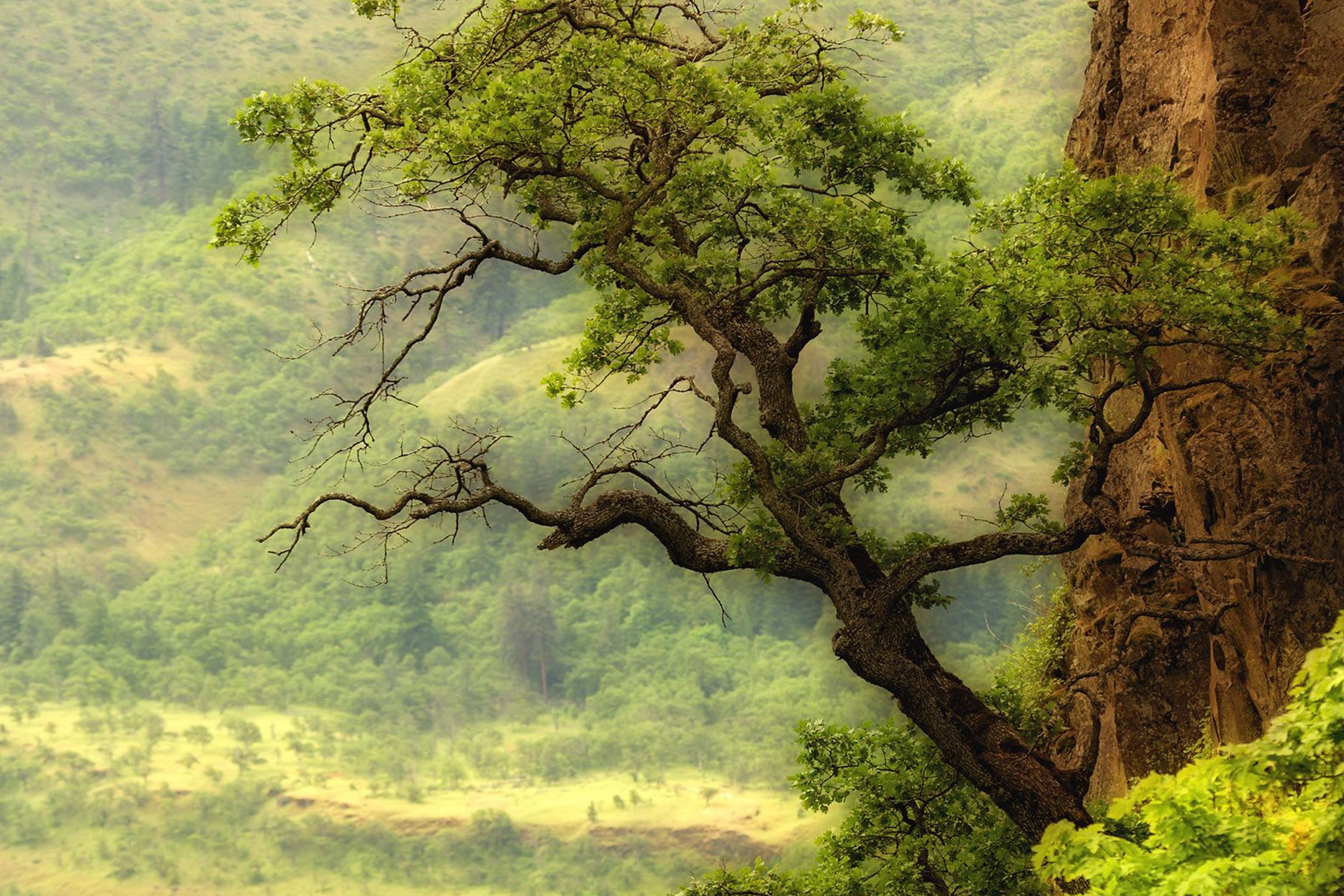 Nature mountain sunrise landscape tree by Retno Asih Mustakimah on GIANT ART - green photo manipulation