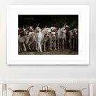 dog herd canine animal pet hounds by Retno Asih Mustakimah on GIANT ART - brown photo manipulation