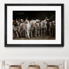 dog herd canine animal pet hounds by Retno Asih Mustakimah on GIANT ART - brown photo manipulation