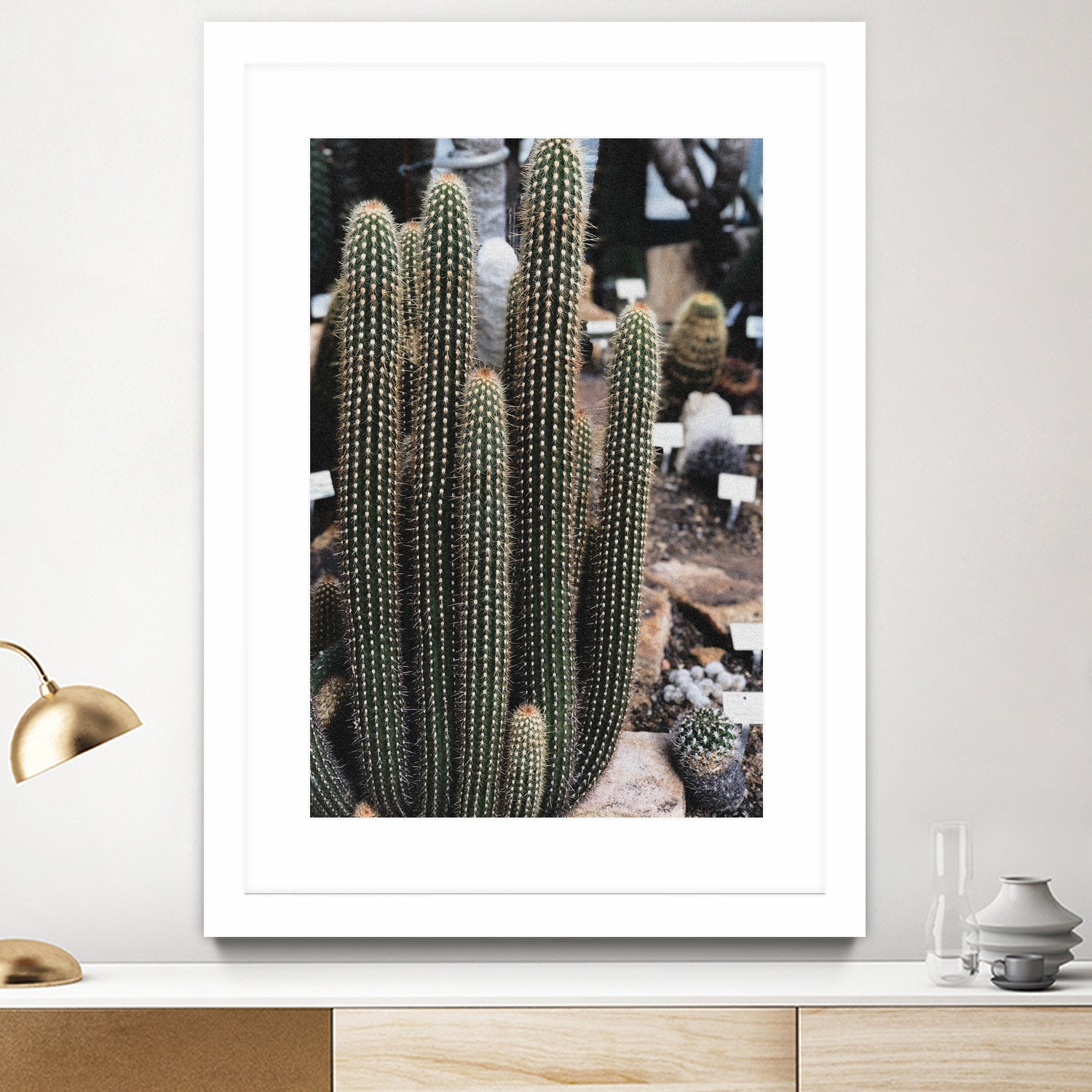 Micranthocereus Cactus by Anastasia Sawall on GIANT ART - green photo illustration