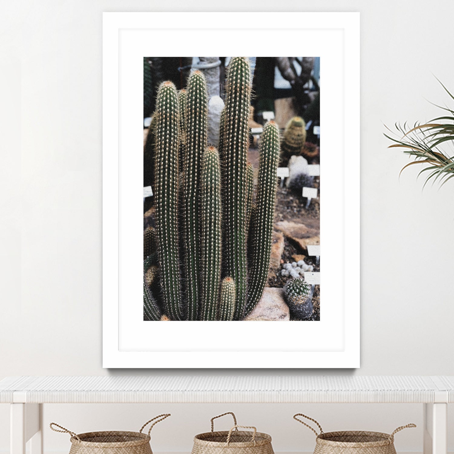 Micranthocereus Cactus by Anastasia Sawall on GIANT ART - green photo illustration