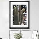 Micranthocereus Cactus by Anastasia Sawall on GIANT ART - green photo illustration