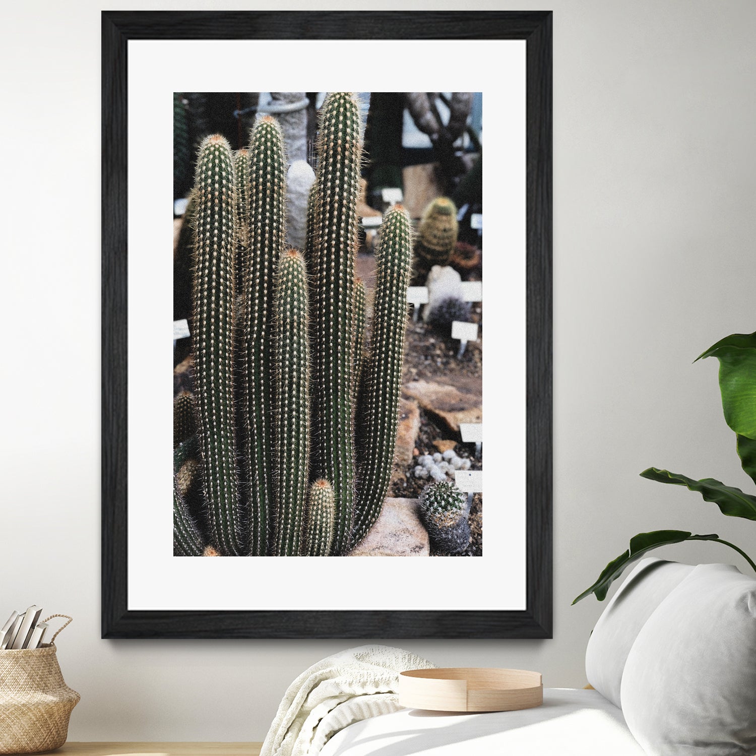 Micranthocereus Cactus by Anastasia Sawall on GIANT ART - green photo illustration