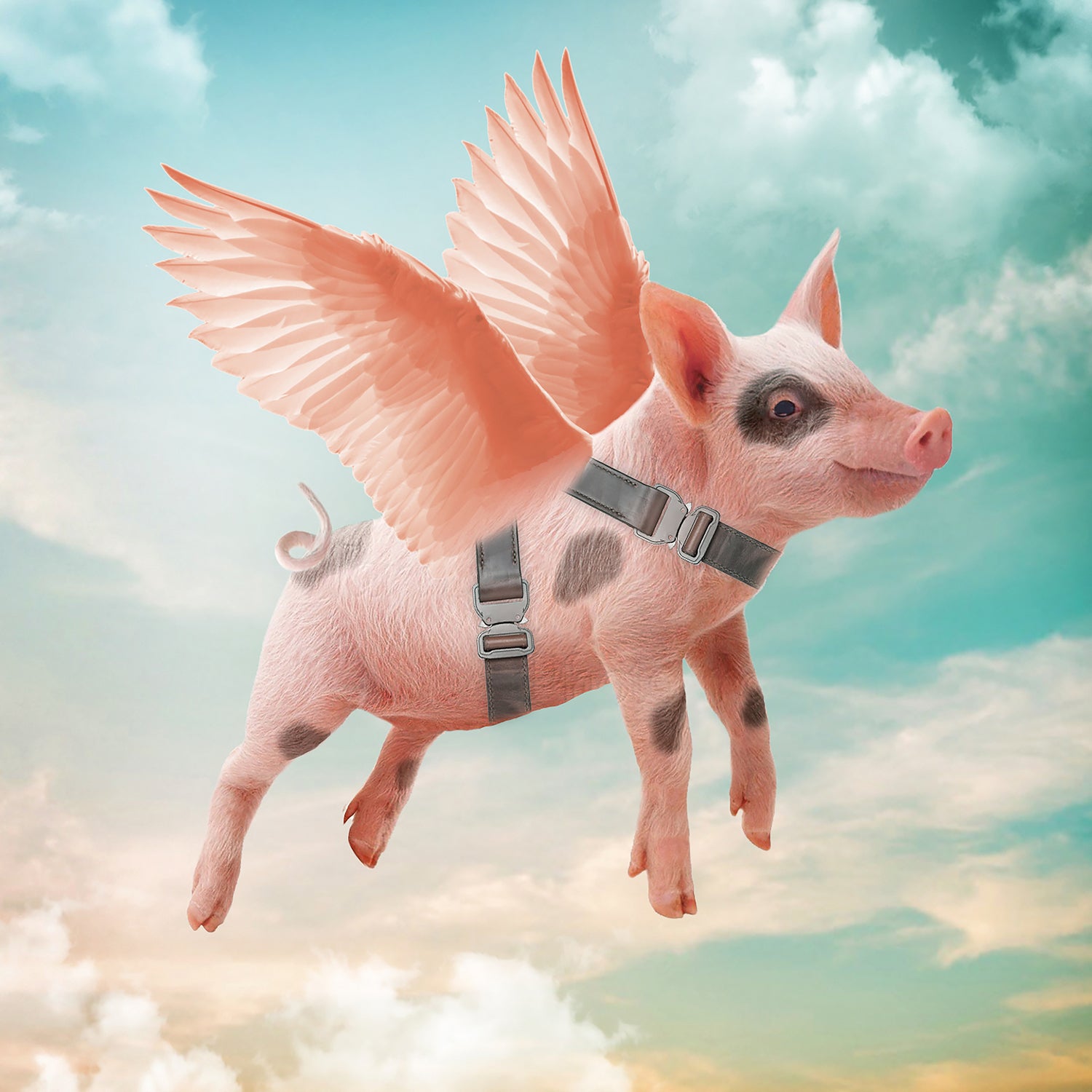 Little pig Can Fly by Vin Zzep on GIANT ART - white photo illustration