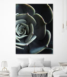 DARKSIDE OF SUCCULENTS XVI-B by Pia Schneider on GIANT ART - black photo manipulation