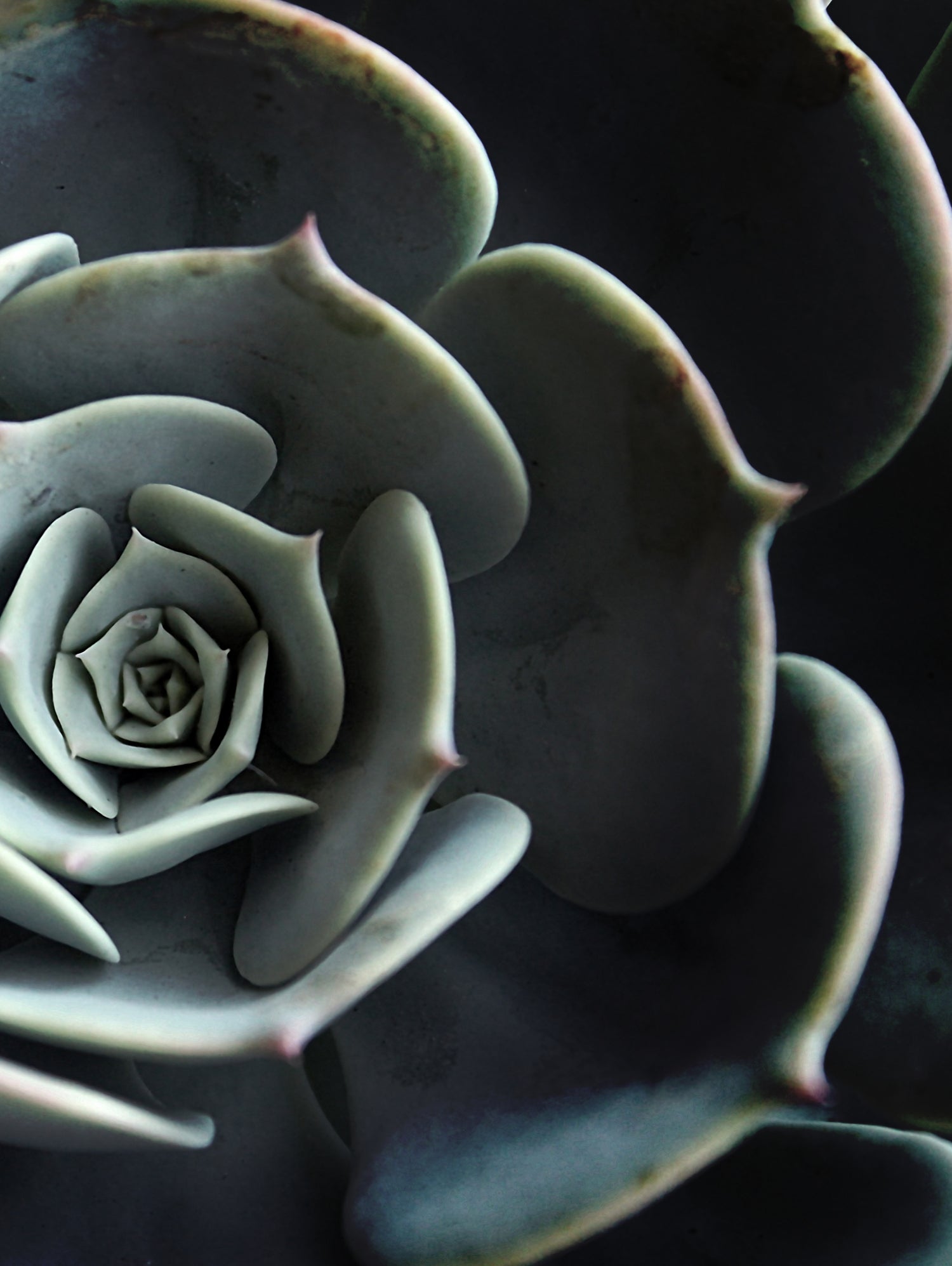 DARKSIDE OF SUCCULENTS XVI-B by Pia Schneider on GIANT ART - black photo manipulation