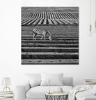 Zebra Field by Dariusz Klimczak on GIANT ART - gray photo illustration