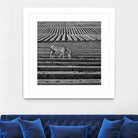 Zebra Field by Dariusz Klimczak on GIANT ART - gray photo illustration